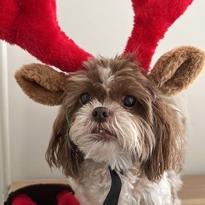 {Harry Barker} 2 small antlers, 1 medium antler & deer ear headband and 1 Scarf